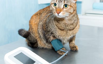 The Dangers of High Blood Pressure in Cats and 4 Preventive Tips