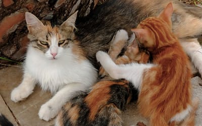 Pregnant Cat Care 101: Expert Tips for a Smooth Journey